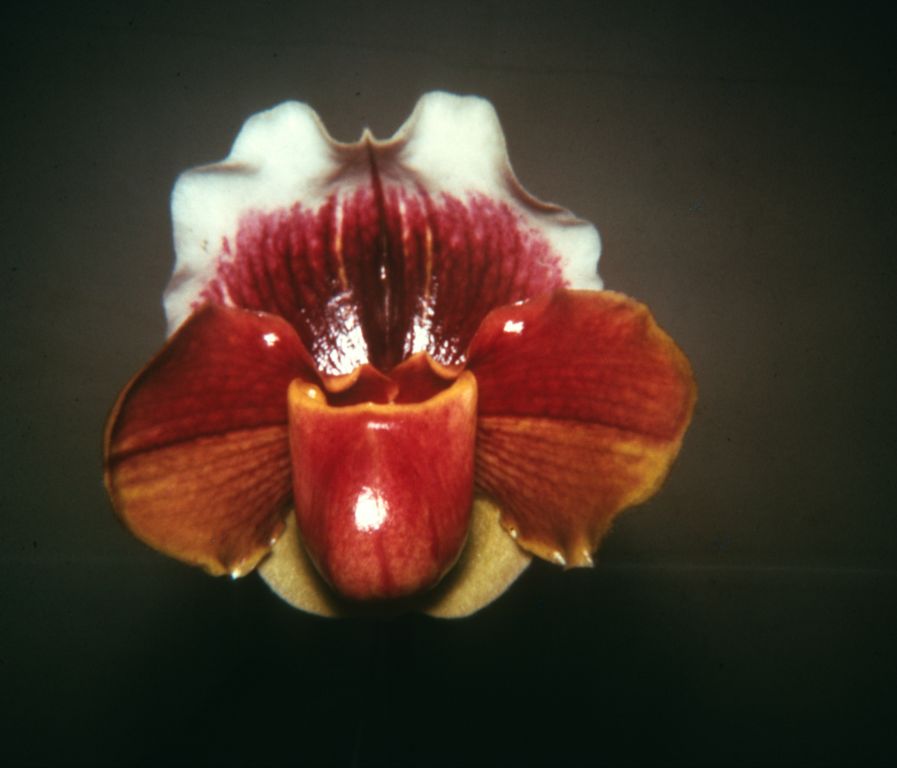Paphiopedilum Miraleste 'Picardie', Program 2 slide 26, December 1976, roll 197612H