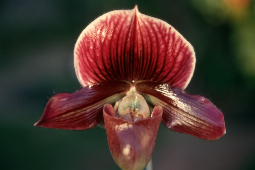 Paphiopedilum Miracle 'Victory' AM[/RHS, AM/ODC, AM/AOS], Program 2 slide 38, May 1970, roll 197005H4 slide 17