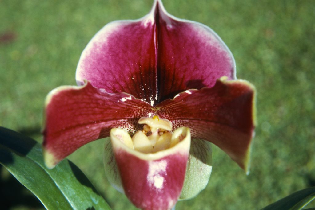 Paphiopedilum Mrs. Jean Hunter 'Scarlet' #7, Program 2 slide 41, January 1972, roll 197201H7 slide 5