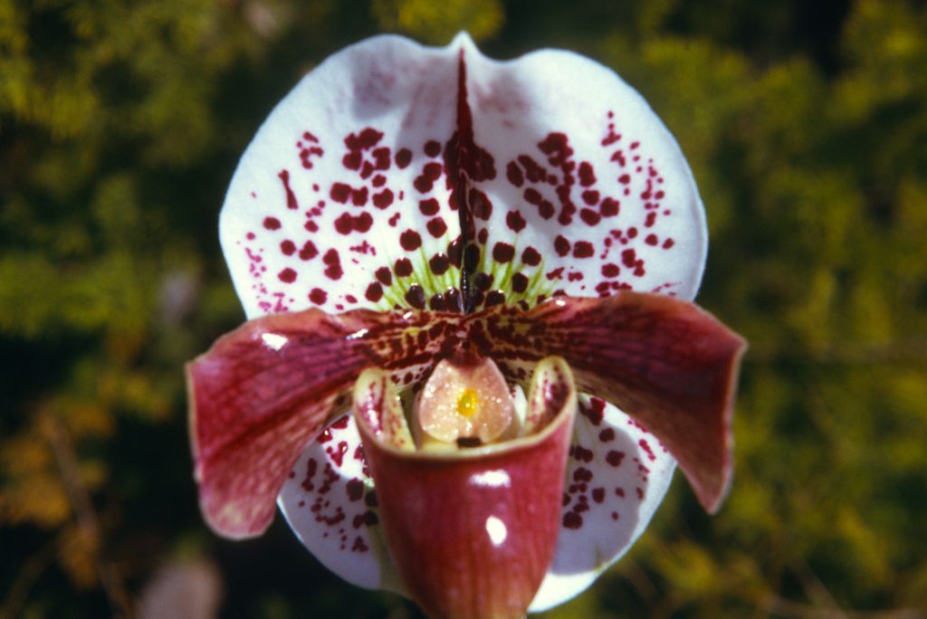 Paphiopedilum Mildred Hunter 'Carimo', Program 2 slide 43, May 1974, roll 197405H12 slide 2