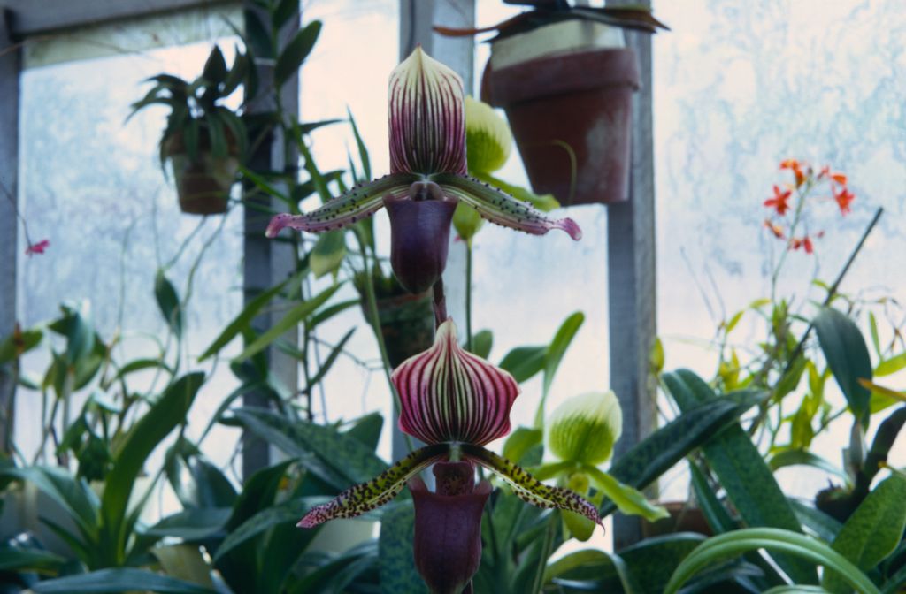 Paphiopedilum group (top: Gowerianum purpurascens, bottom: Burgense (Low)), July 1967, roll 196707H3 slide 17
