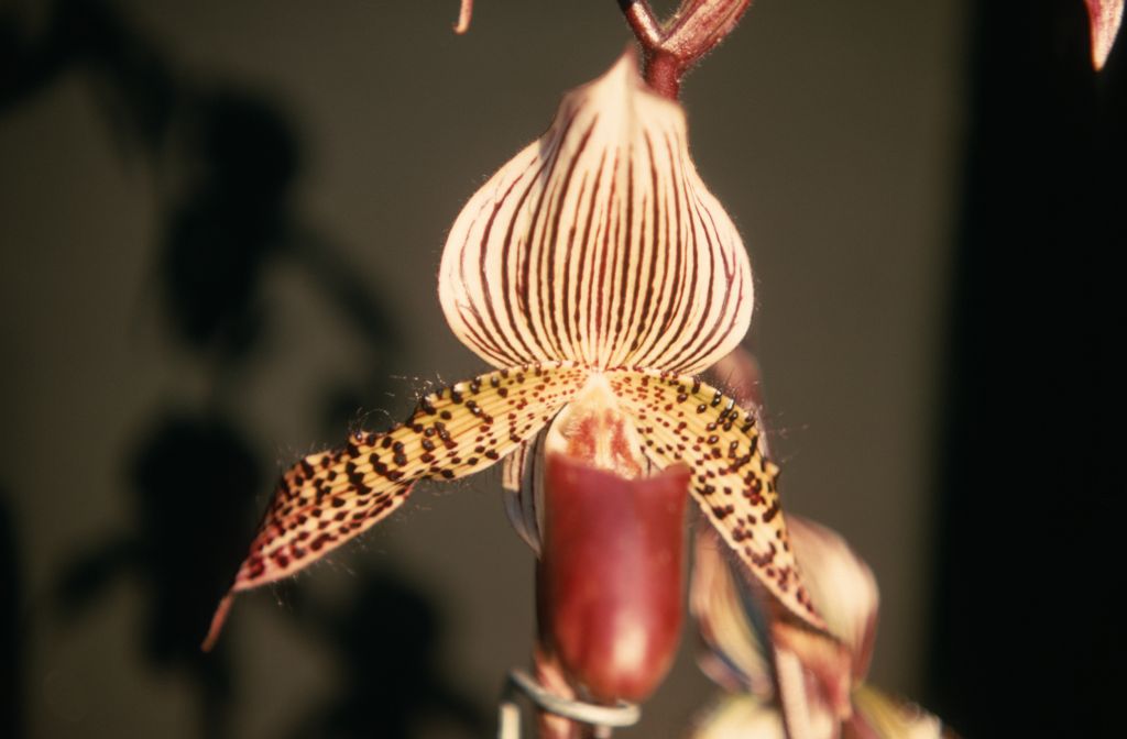 Paphiopedilum Neptune 'Mars' AM/AOS, December 1969, roll 196912H6 slide 3