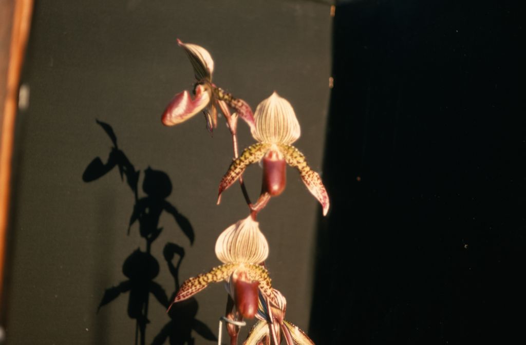 Paphiopedilum Neptune 'Mars' AM/AOS, December 1969, roll 196912H6 slide 4