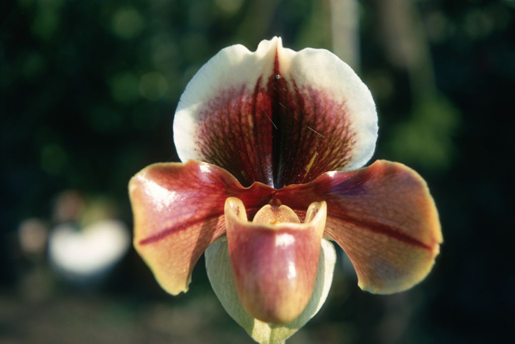 Paphiopedilum Novity 'Chocolate' HCC (no such award has been found), February 1970, roll 197002H6 slide 1