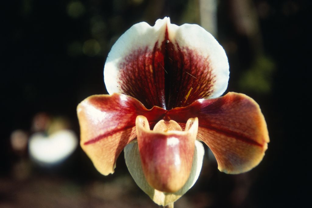 Paphiopedilum Novity 'Chocolate', Duplicate Slide 57, made January 1971, roll 197101H8.