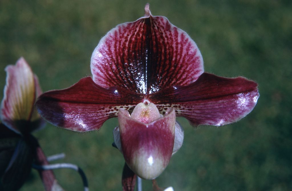 Paphiopedilum Noble 'Grand Duke', March 1971, roll 197103H7 slide 2