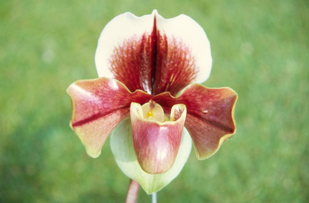 Paphiopedilum Novity 'Chocolate', February 1972, roll 197202H5 slide 13