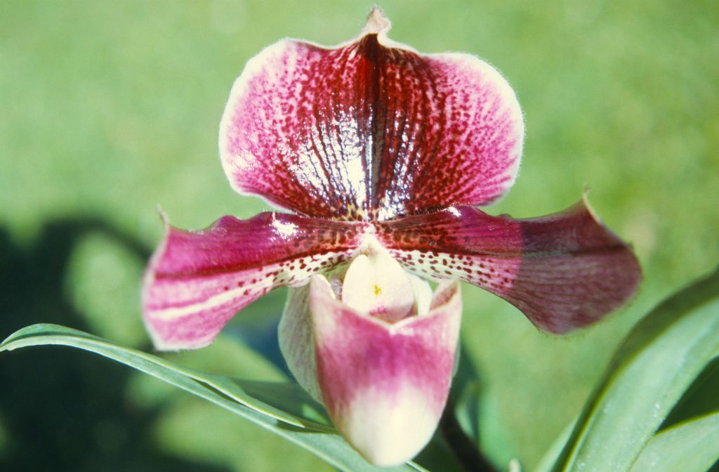 Paphiopedilum Noble 'Grand Duke', February 1972, roll 197202H5 slide 6