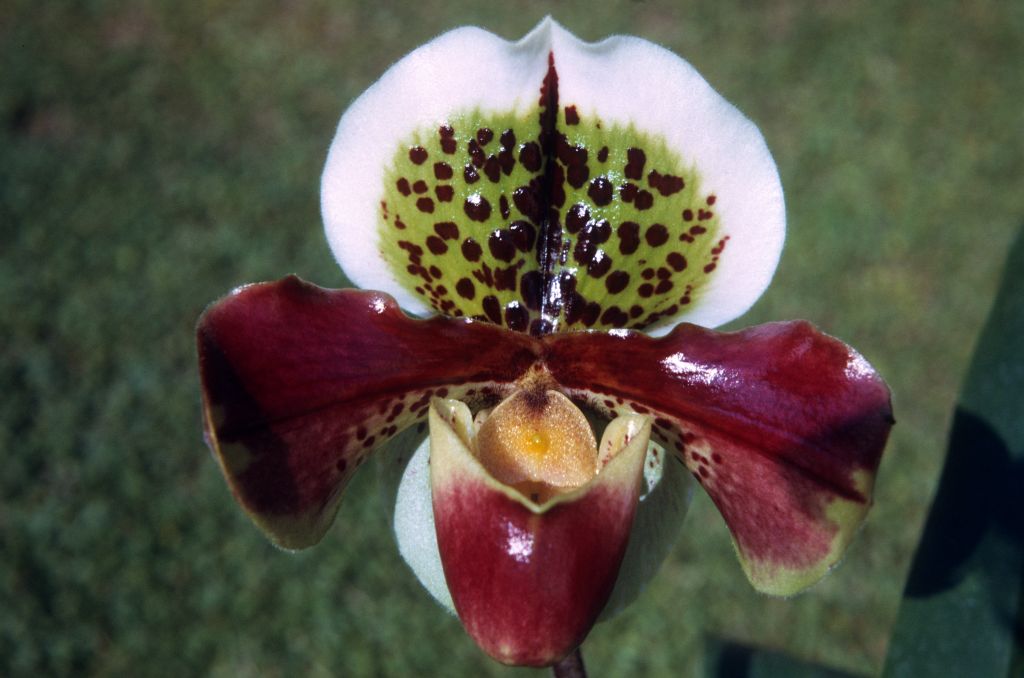 Paphiopedilum Noyo '#1', June 1972, roll 197206H3 slide 11