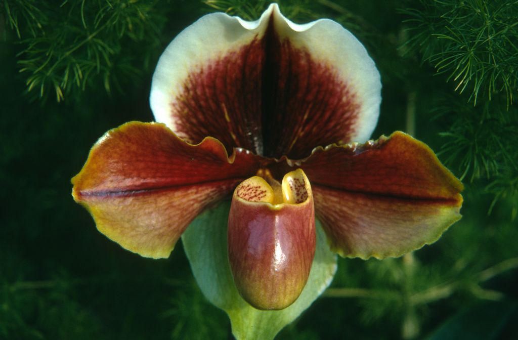 Paphiopedilum Novity 'Chocolate' HCC (no such award has been found), January 1973, roll 197301H7 slide 10
