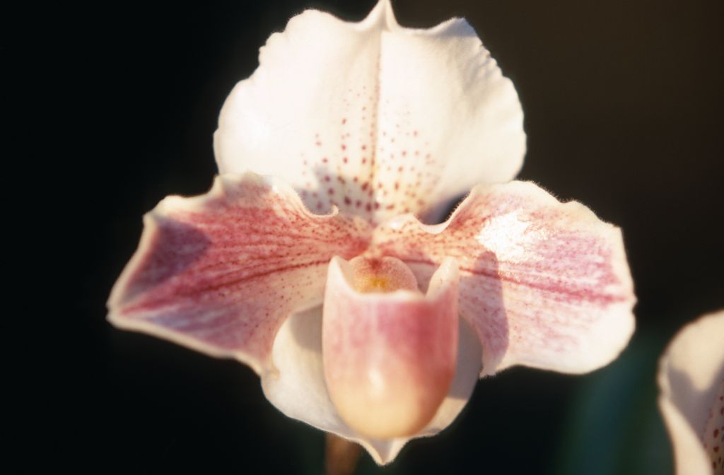 Paphiopedilum Ohelohelo, December 1969, roll 196912H6 slide 17