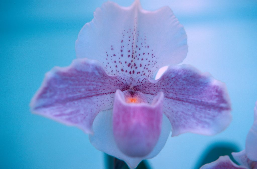 Paphiopedilum Ohelohelo, December 1969, roll 196912H6 slide 21