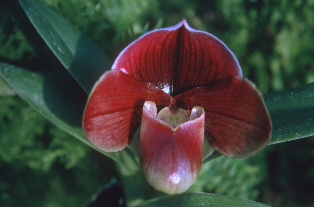 Paphiopedilum Orchilla 'Chilton', December 1974, roll 197412H12 slide 3