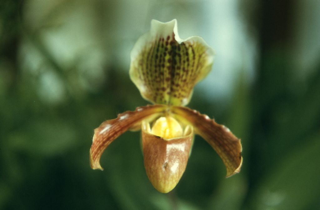 Paphiopedilum Oenanthum, October 1976, roll 197610P1 slide 1