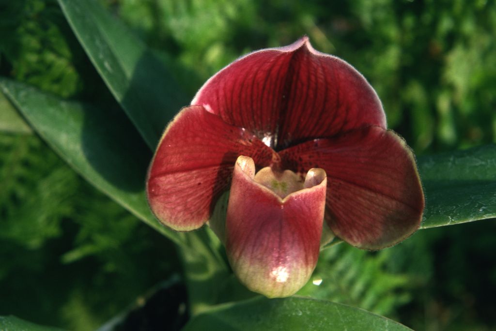 Paphiopedilum Orchilla 'Chilton' FCC/RHS, Program 2 slide 30, December 1974, roll 197412H12 slide 4