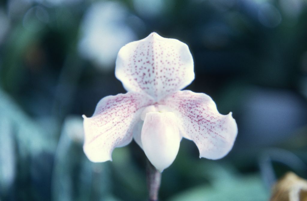 Paphiopedilum Princess Mary (1910), November 1967, roll 196711H1 slide 3