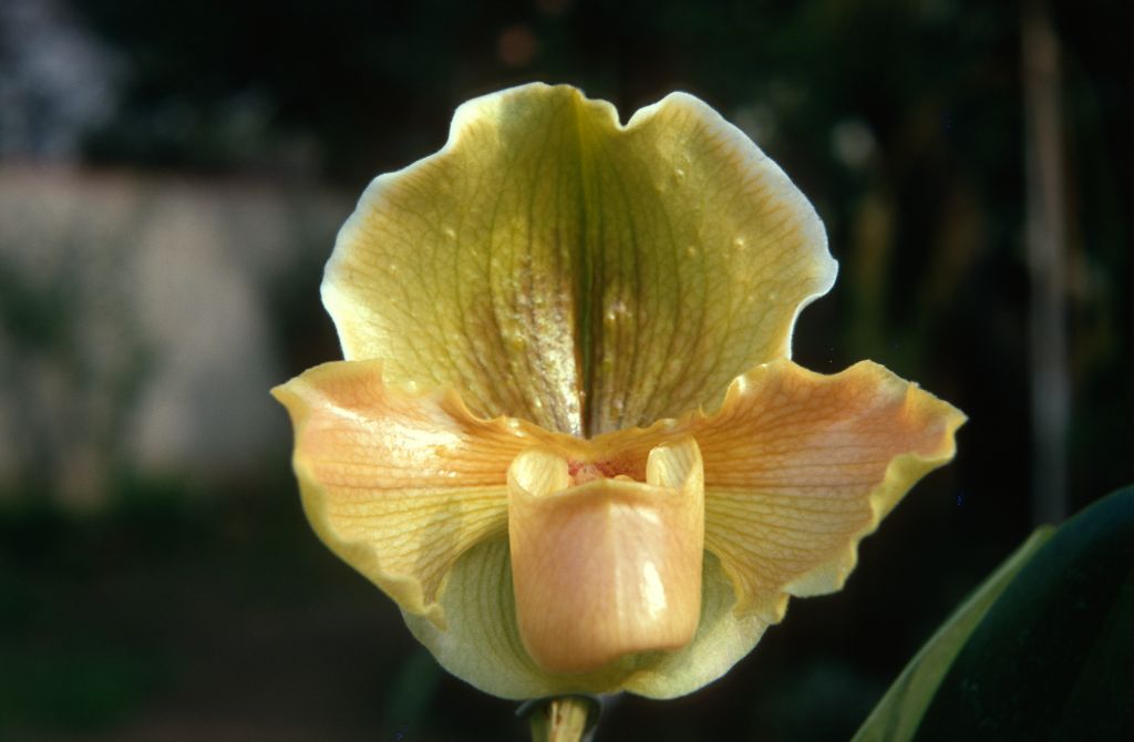 Paphiopedilum Peter Black 'Emerald' AM/AOS/ODC, January 1970. roll 197001H6 slide 10