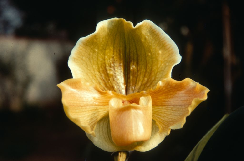 Paphiopedilum Peter Black 'Emerald' AM/AOS, Duplicate slide 58, made January 1971, roll 197101H8.