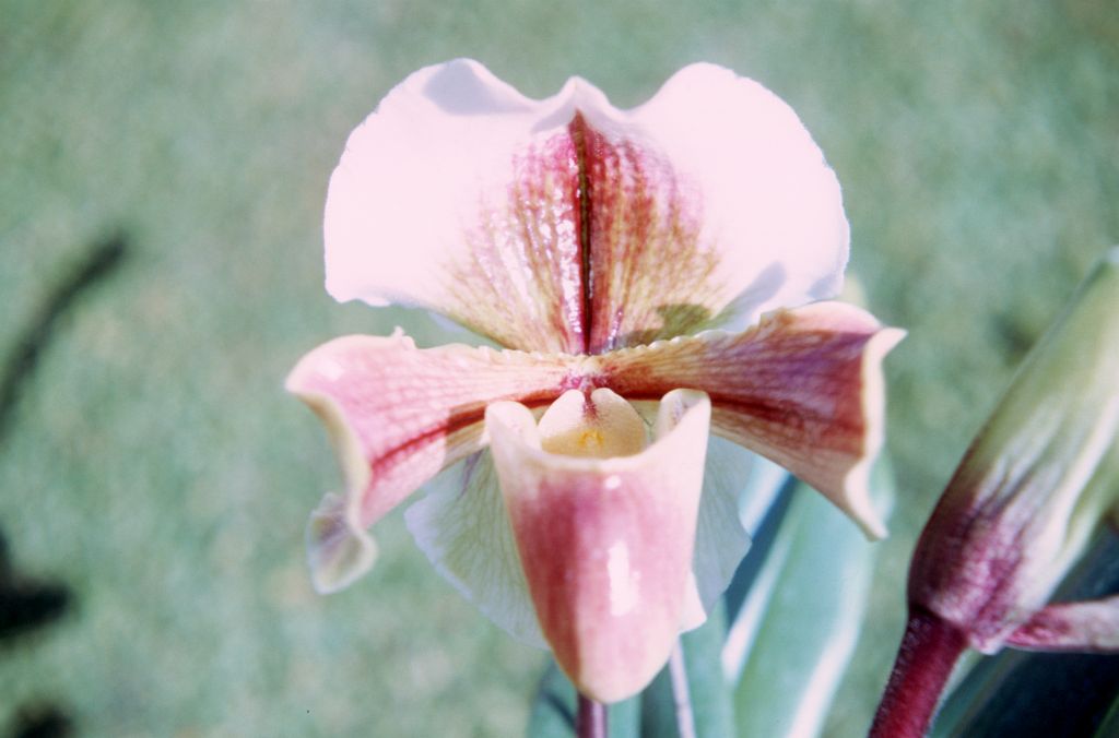 Paphiopedilum Pocahontas 'Nobilior', December 1971, roll 197112H4 slide 13