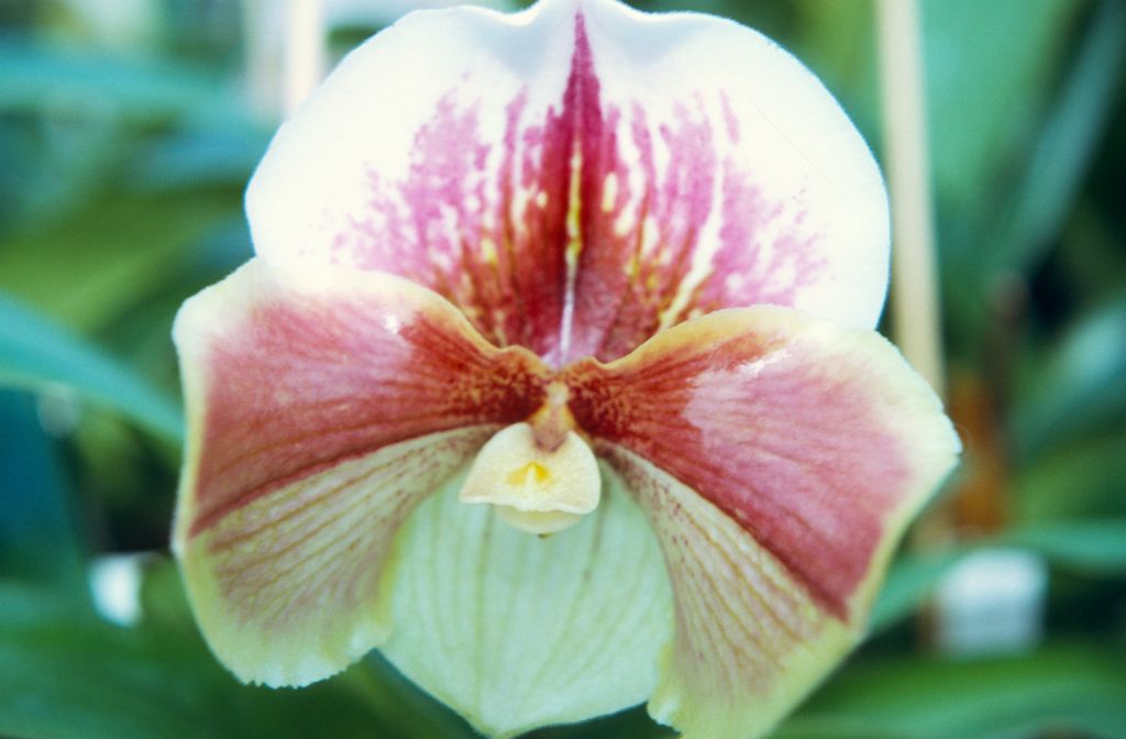 Paphiopedilum Paeony 'Regency', February 1972, roll 197202H5 slide 17