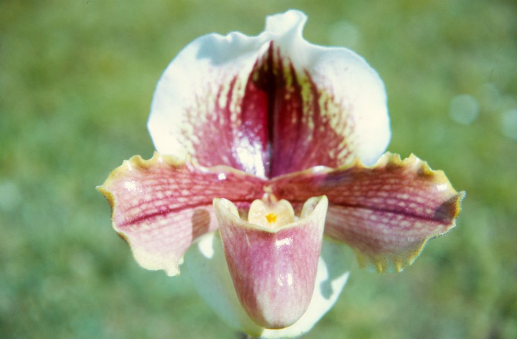 Paphiopedilum Pit River 'Chestnut' HCC/ODC, March 1972, roll 197203H7 slide 10