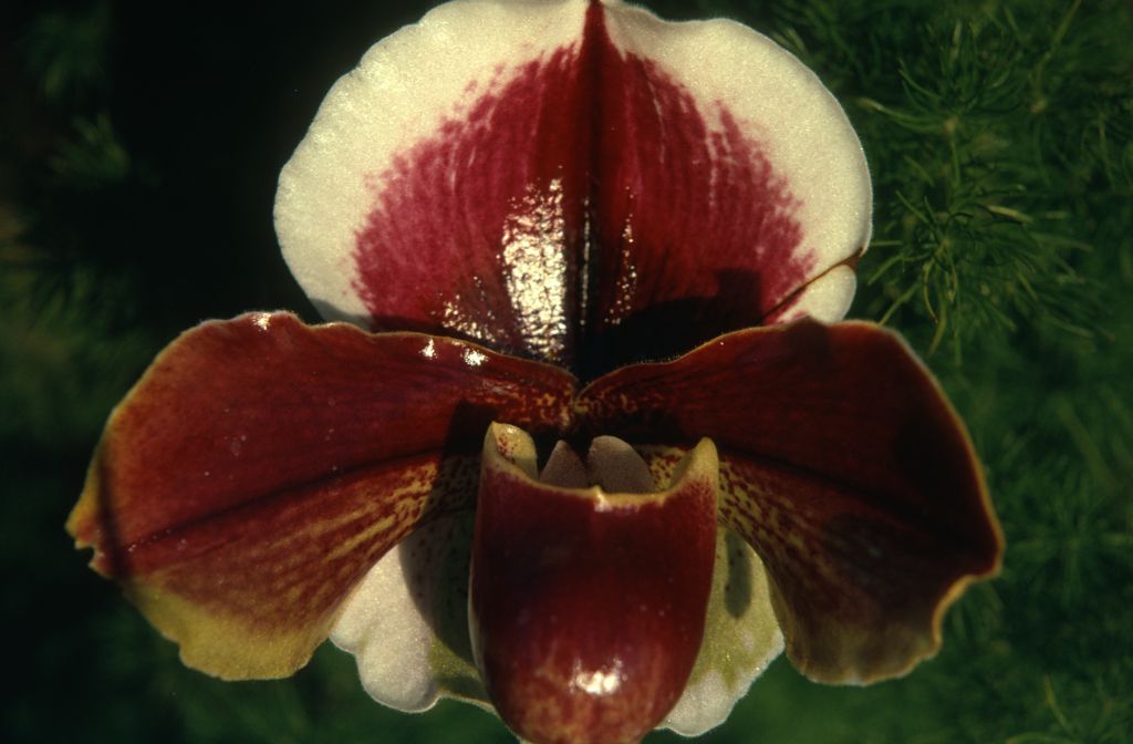 Paphiopedilum Pinkridge 'Carimo', January 1973, roll 197301 slide 15