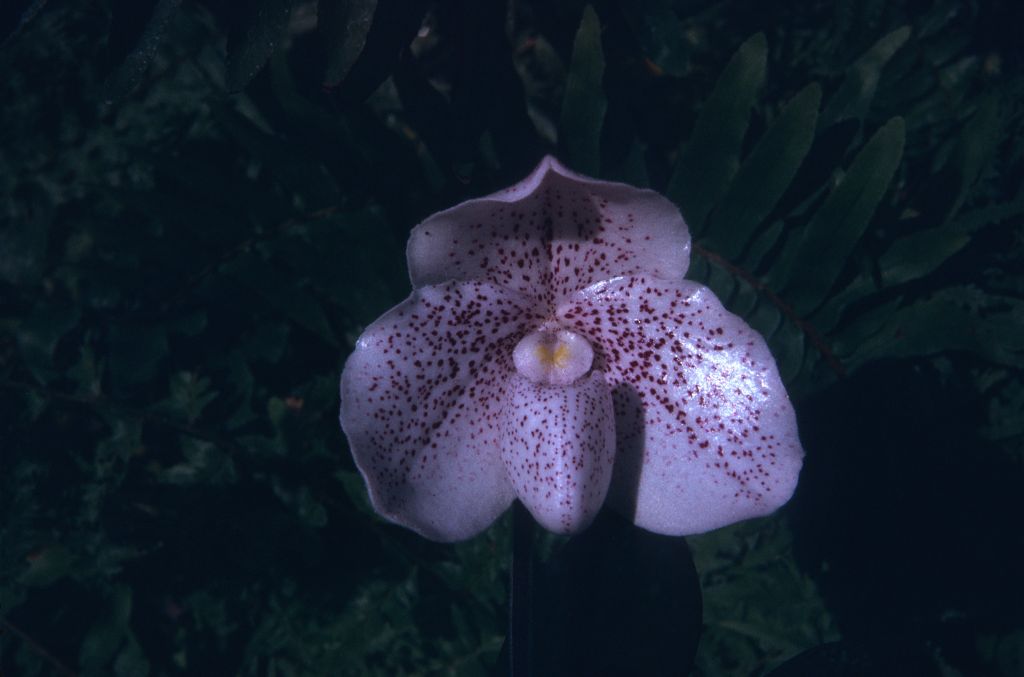 Paphiopedilum Psyche, June 1974, roll 197406H12 slide 18