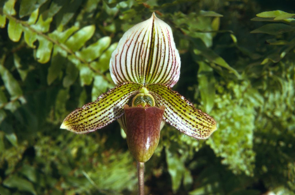 Paphiopedilum Papa Röhl, September 1974, roll 197409H3 slide 10