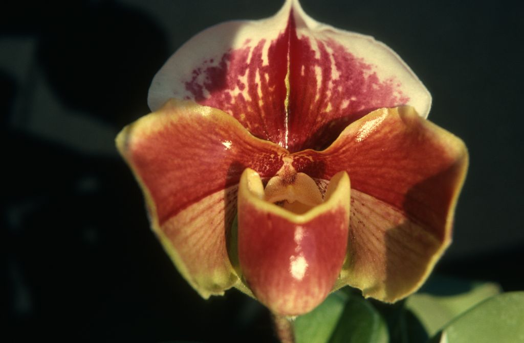 Paphiopedilum Paeony 'Regency', February 1976, roll 197602H12 slide 11