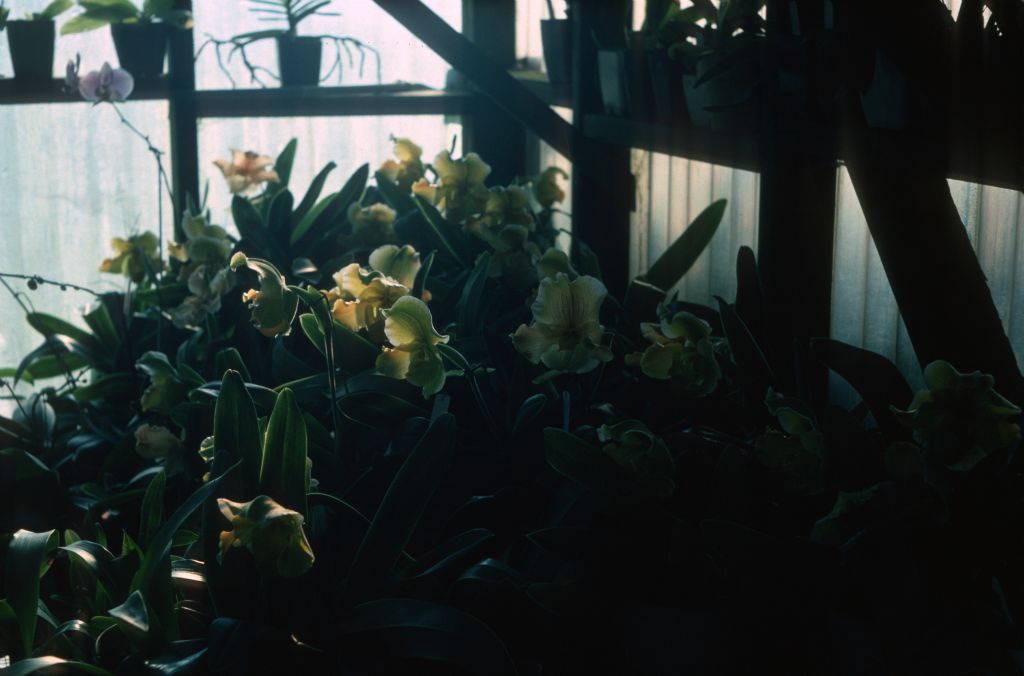 Paphiopedilum Peter Black 'Emerald', April 1977, roll 197704H5 slide 1