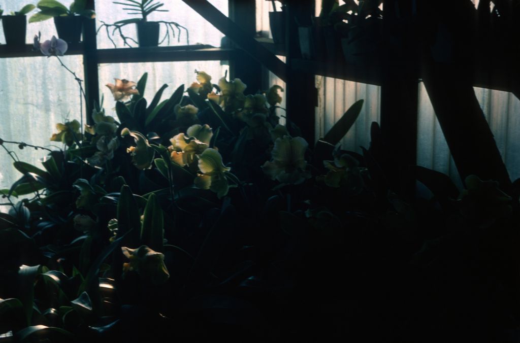 Paphiopedilum Peter Black 'Emerald', April 1977, roll 197704H5 slide 2