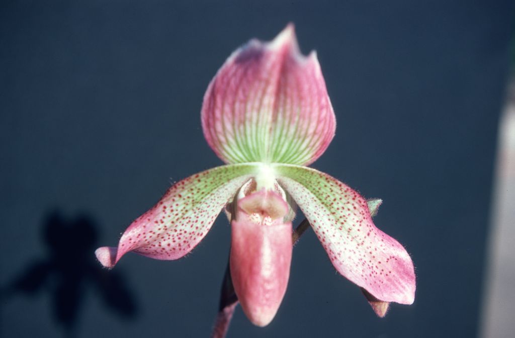 Paphiopedilum Prinses Beatrix, June 1977, roll 197706H5 slide 6