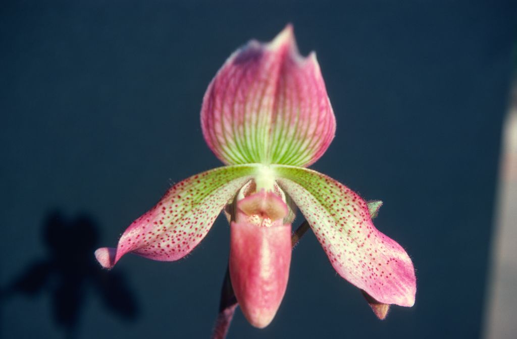 Paphiopedilum Prinses Beatrix, June 1977, roll 197706H5 slide 7