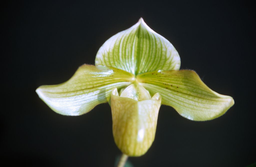 Paphiopedilum Polyphemus, October 1977, roll 197710H6 slide 8