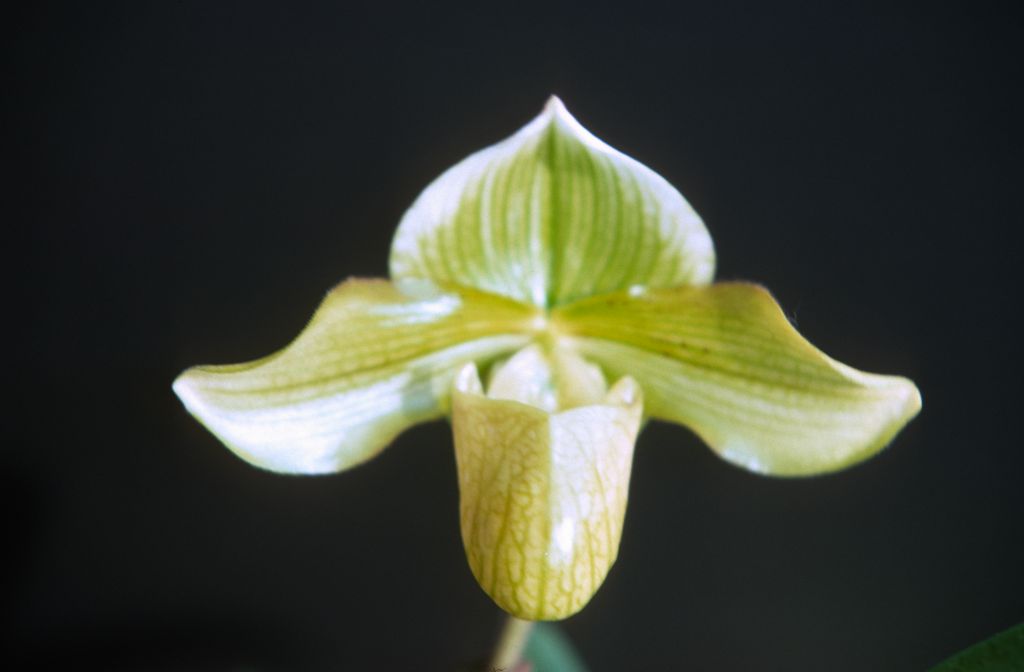 Paphiopedilum Polyphemus, October 1977, roll 197710H6 slide 9