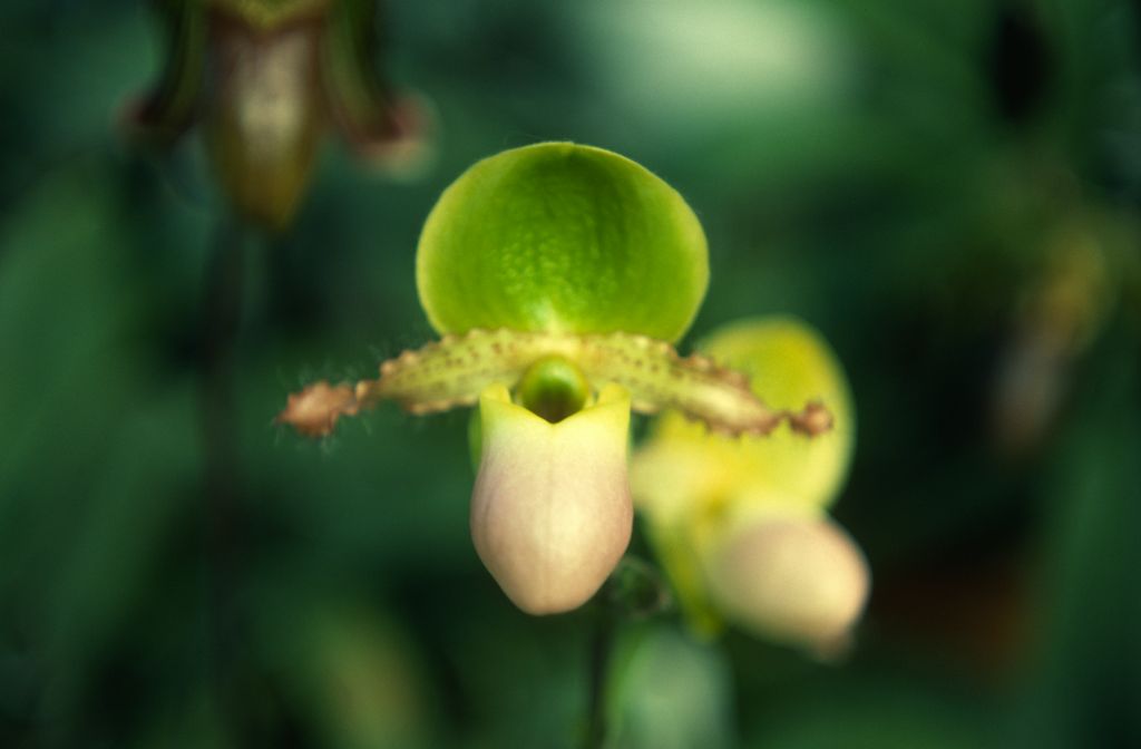 Paphiopedilum Pinocchio, August 1978, roll 197808H5 slide 10