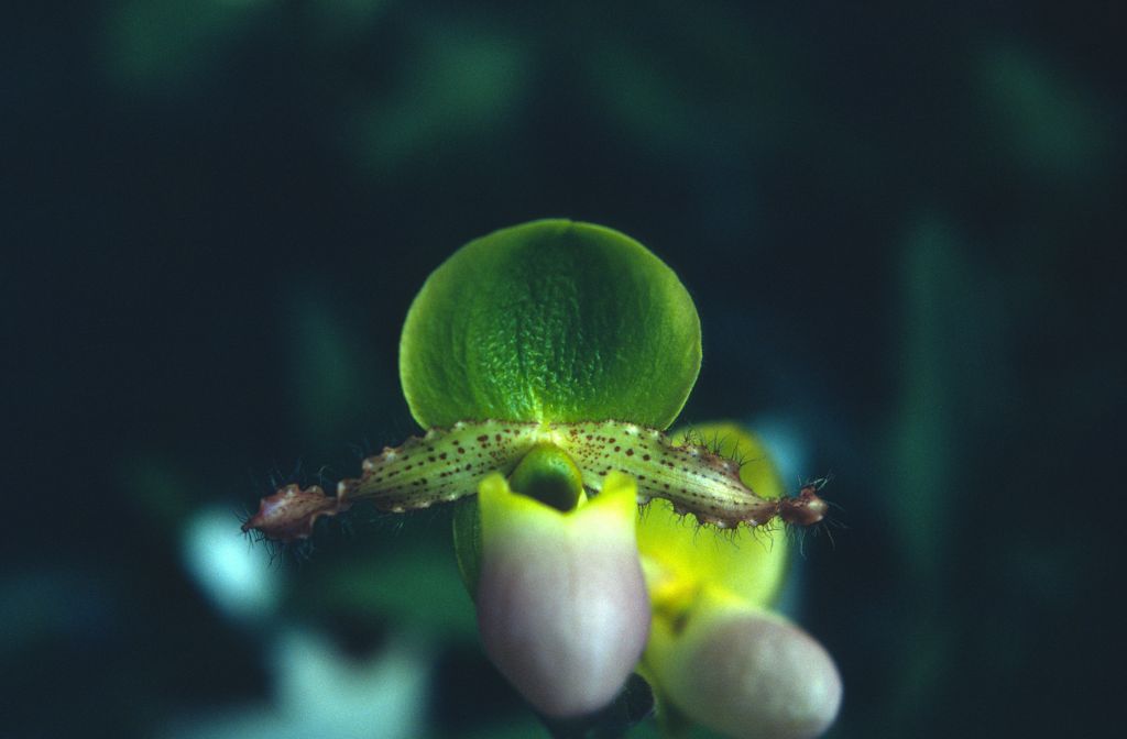 Paphiopedilum Pinocchio, August 1978, roll 197808H5 slide 8