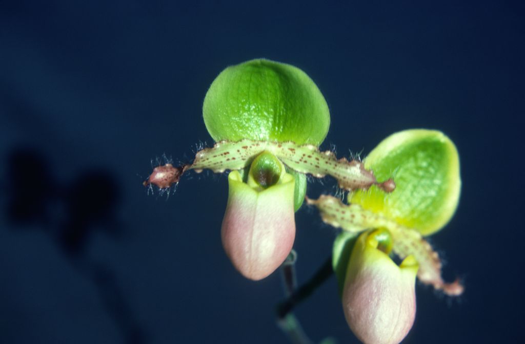 Paphiopedilum Pinocchio 'Carimo', December 1978, roll 197812H9 slide 7