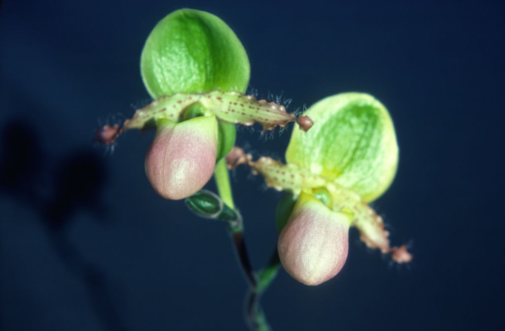 Paphiopedilum Pinocchio 'Carimo', December 1978, roll 197812H9 slide 8