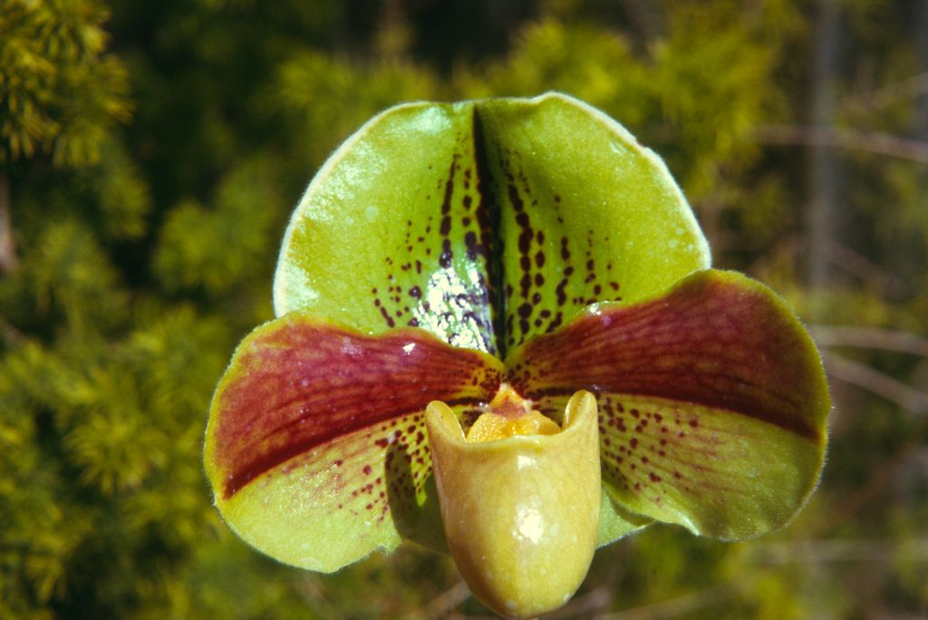 Paphiopedilum Pittsburg 'Oceana' HCC/AOS BR/CSA, Program 2 slide 45