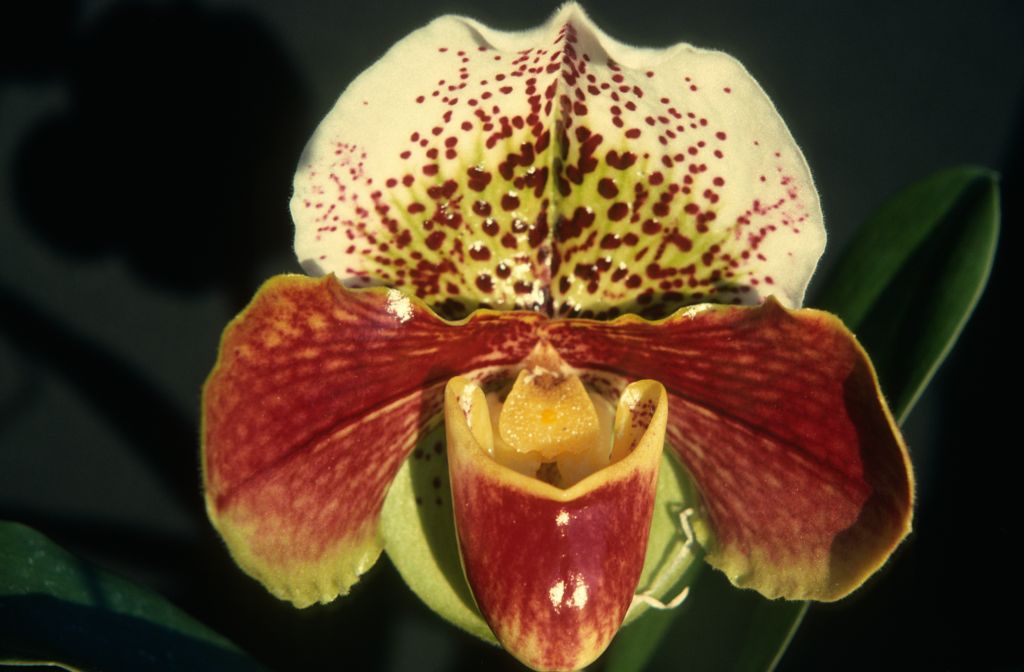 Paphiopedilum Quiberon Bay, February 1976, roll 197602H12 slide 12
