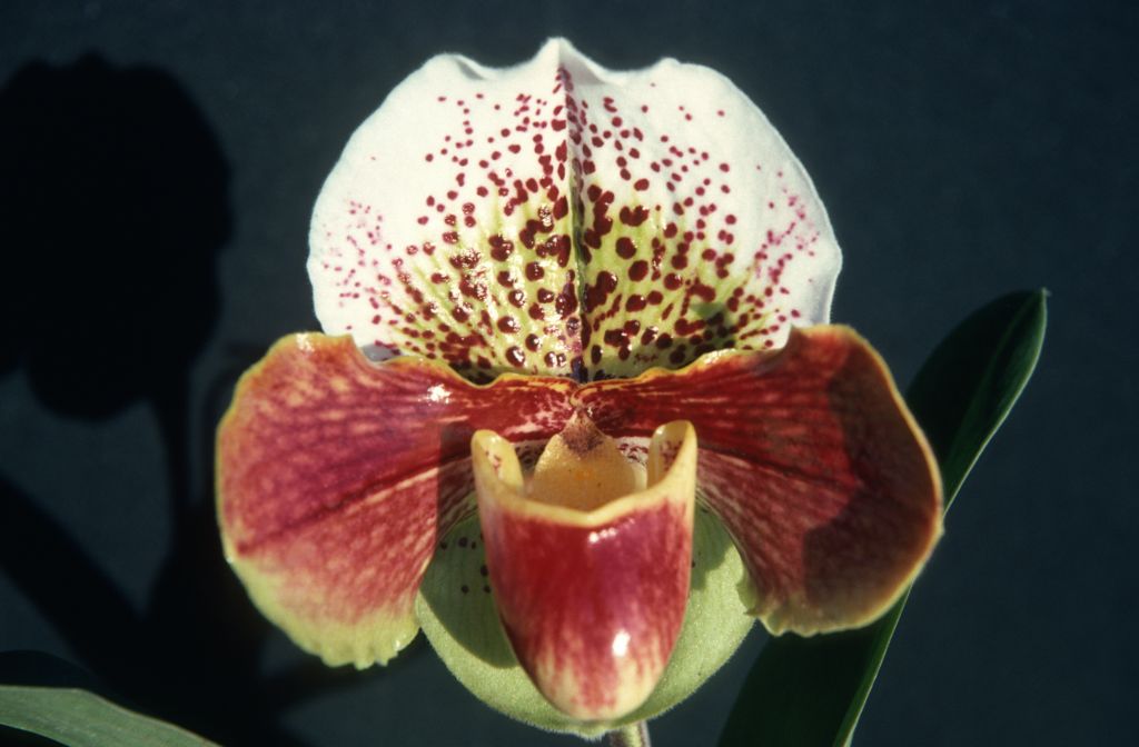 Paphiopedilum Quiberon Bay, February 1976, roll 197602H12 slide 19