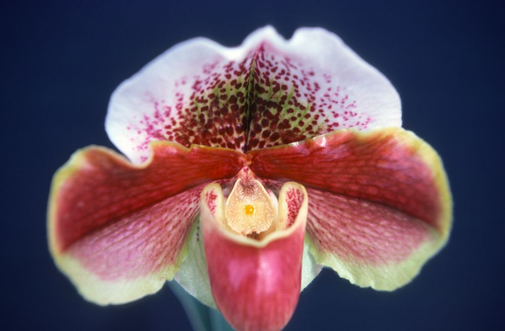 Paphiopedilum Quiberon Bay, March 1976, roll 197603H9 slide 3