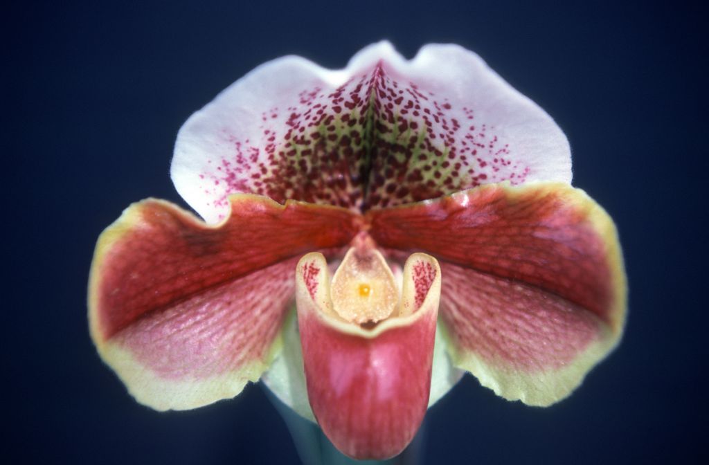 Paphiopedilum Quiberon Bay, March 1976, roll 197603H9 slide 4