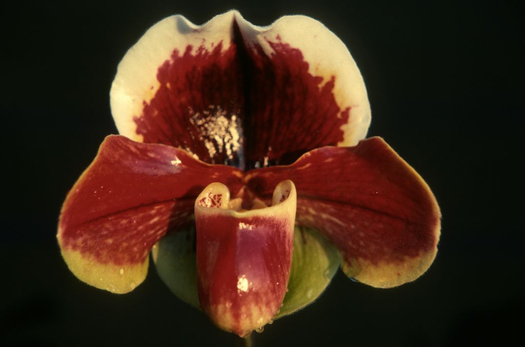 Paphiopedilum Quiberon Bay 'Blood Red', January 1977, roll 197701H10 slide 7