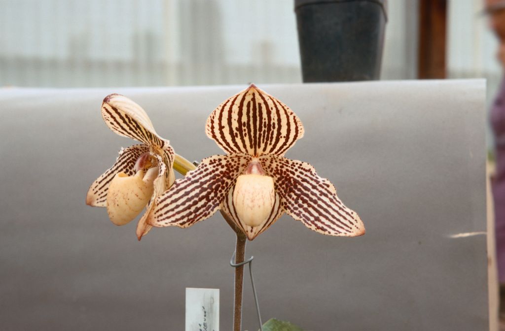 Paphiopedilum Rosslyn, Norris Powell's, July 1967, roll 196707H3 slide 5