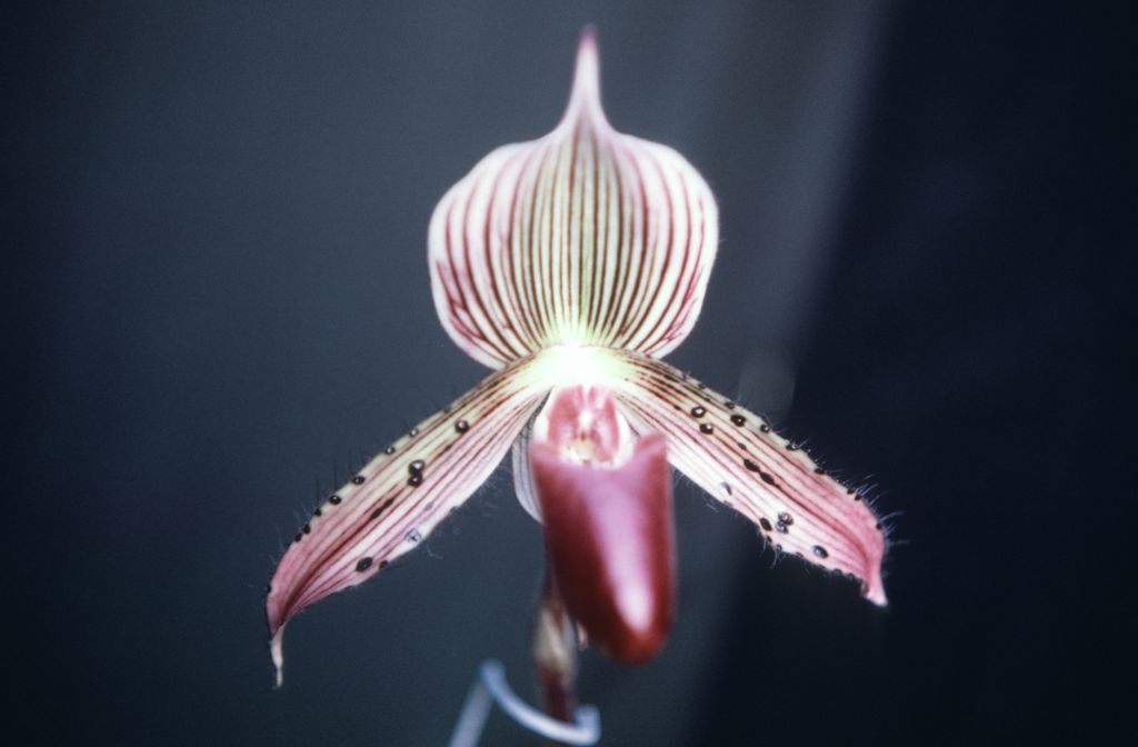Paphiopedilum Rosettii 'Magnificum', September 1969, roll 196909H1 slide 16