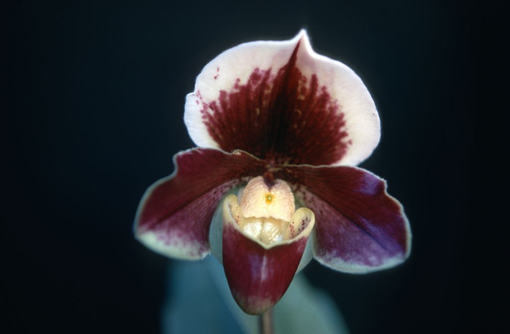 Paphiopedilum Redvale 'Redbon', December 1969, roll 196912H6 slide 8