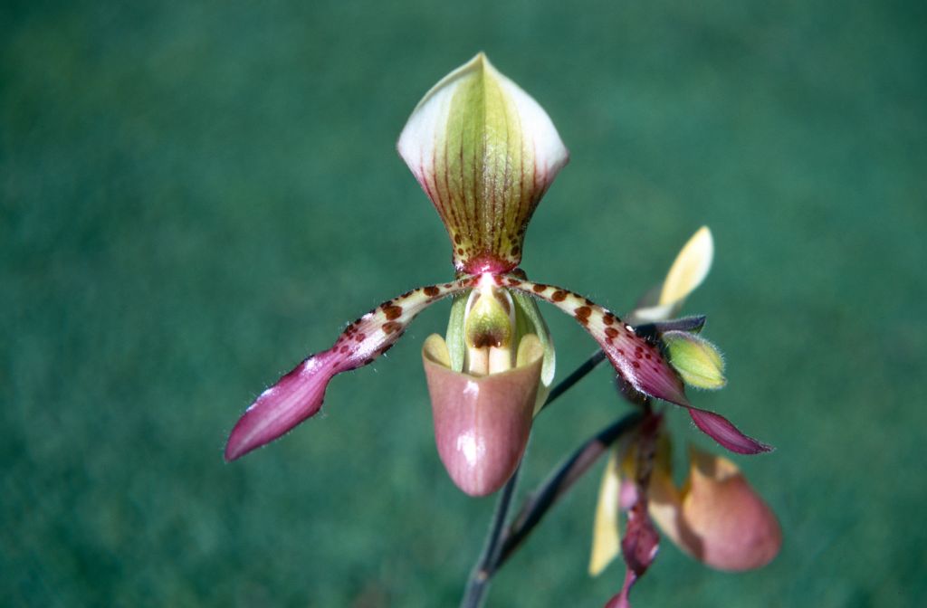 Paphiopedilum Rodney Wilcox Jones, November 1970, roll 197011H4 slide 11