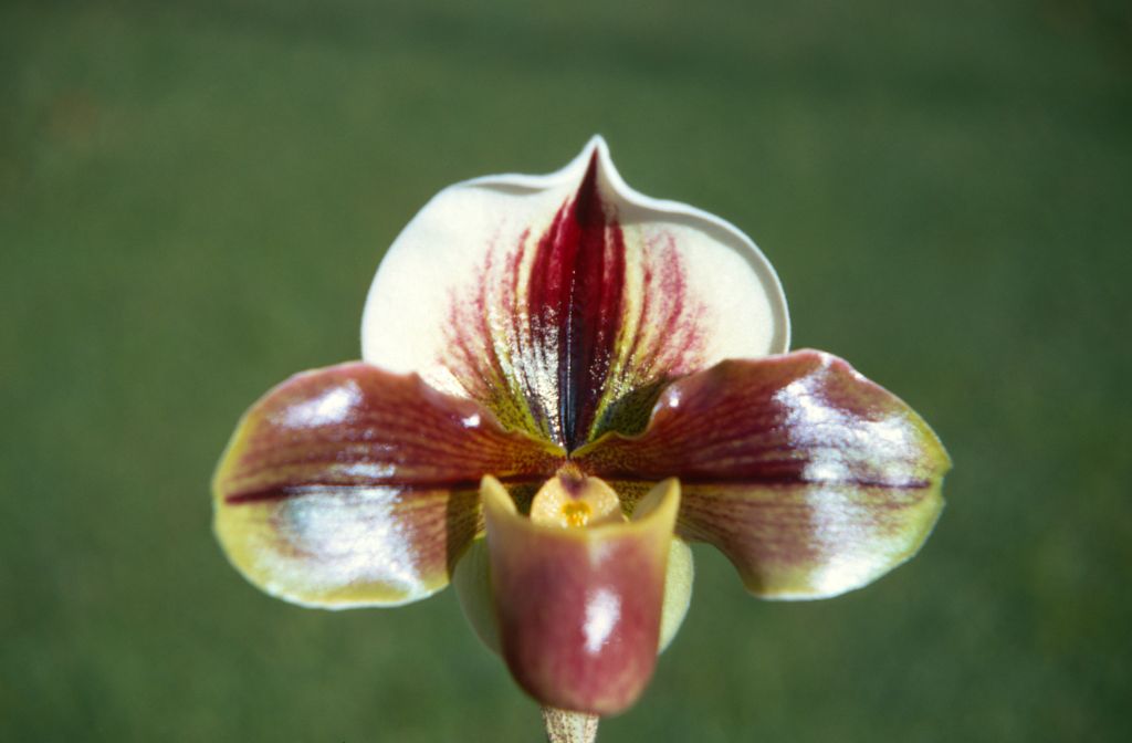 Paphiopedilum Reindeer, December 1970, roll 197012H7 slide 3